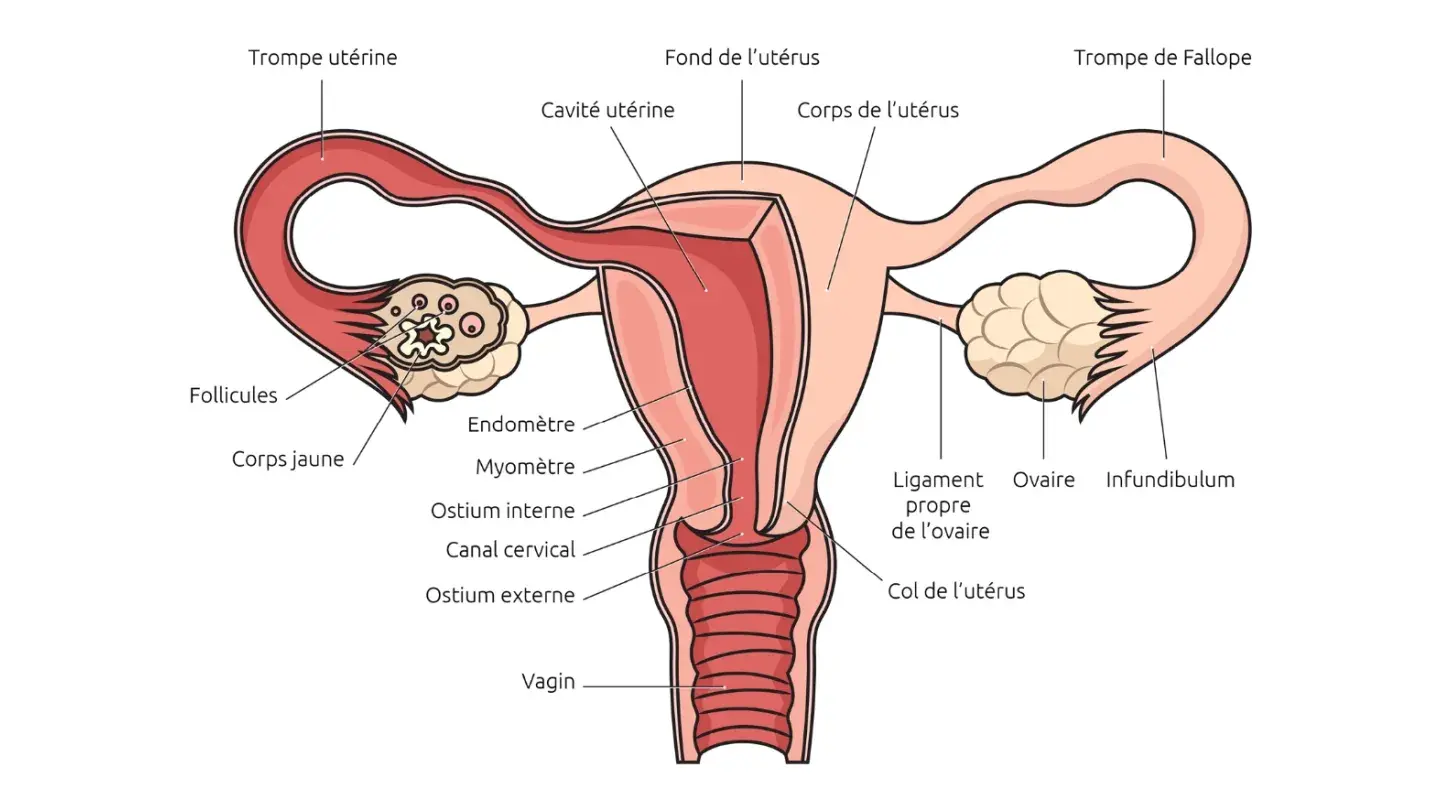 Image représentant le schéma d'un utérus.