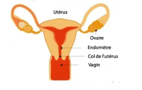 Schéma de l'utérus