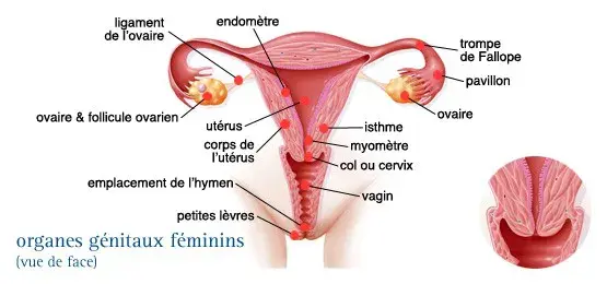 Organes génitaux féminins - Vue de face