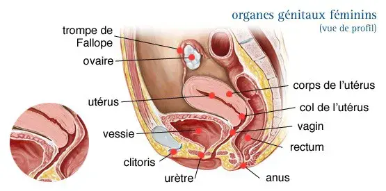 Organes génitaux féminins - Vue de profil