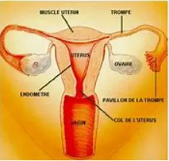 schéma vagin avec légendes