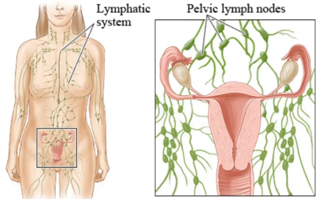 SYSTEME LYMPHATIQUE PELVIEN 